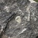 Aulacopleura konincki